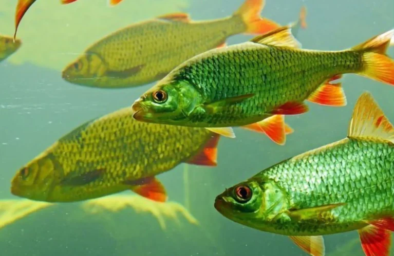Step-by-Step Breakdown of Ocean Fish Estimations