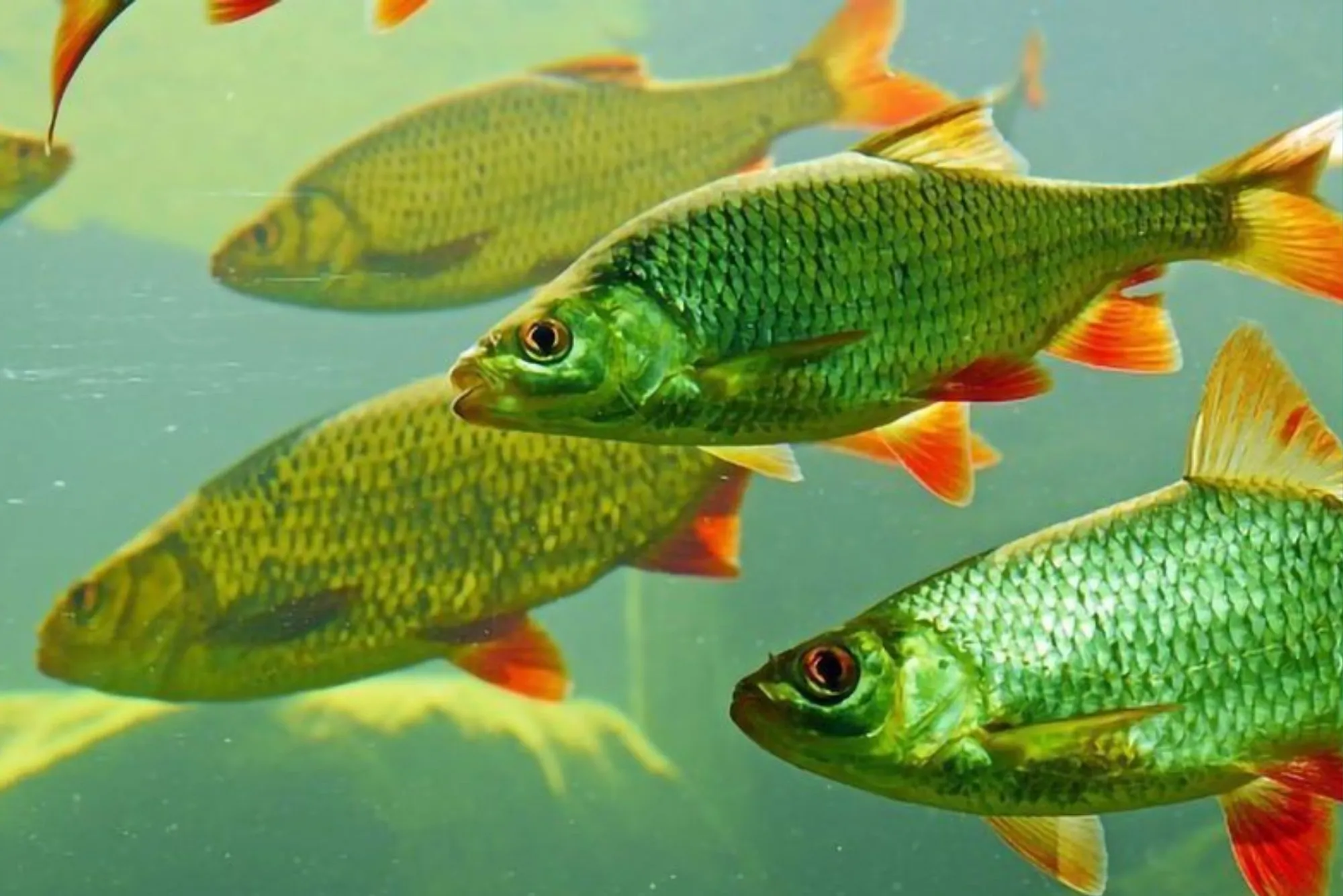 Step-by-Step Breakdown of Ocean Fish Estimations